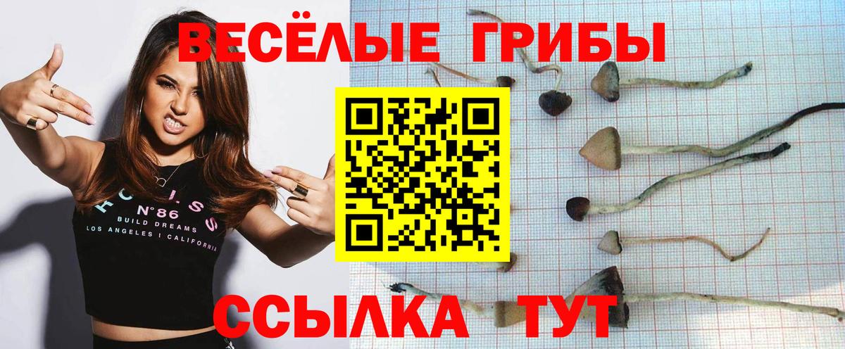 Галлюциногенные грибы Cubensis  Галлюциногенные грибы Psilocybine cubensis  Дзержинский 